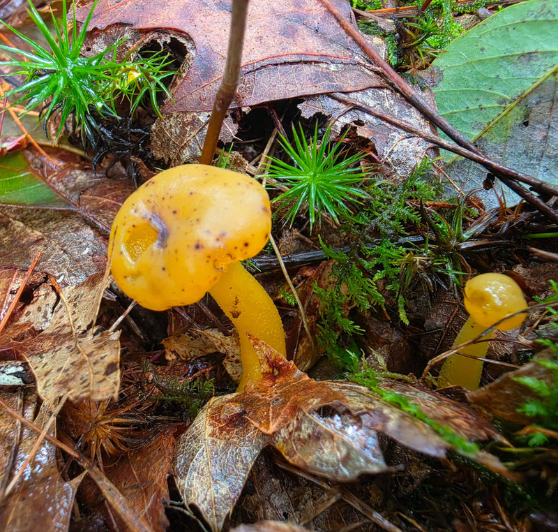 Jelly Babies