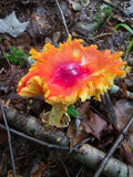 Mature Bright Red Yellow Orange Amanita