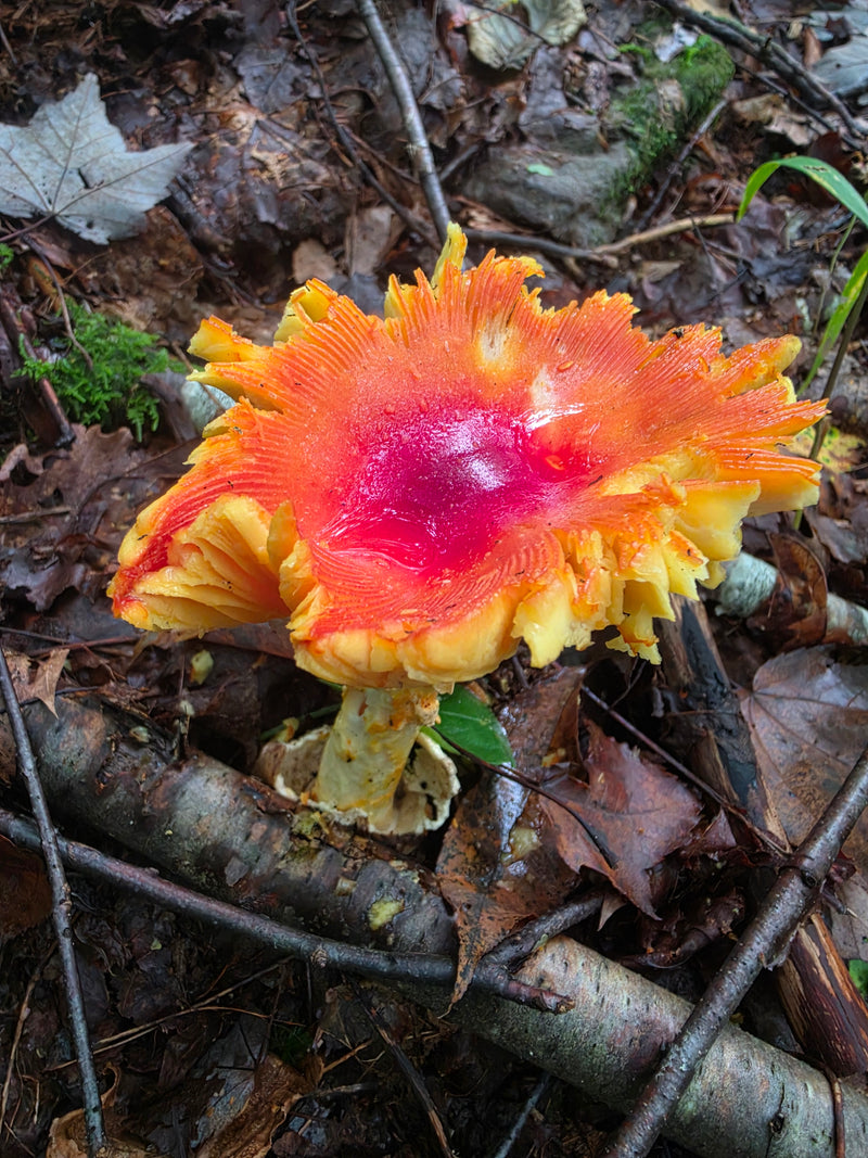 Mature Bright Red Yellow Orange Amanita