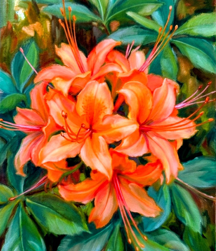 Mountain Rhododendron Calendulaceum