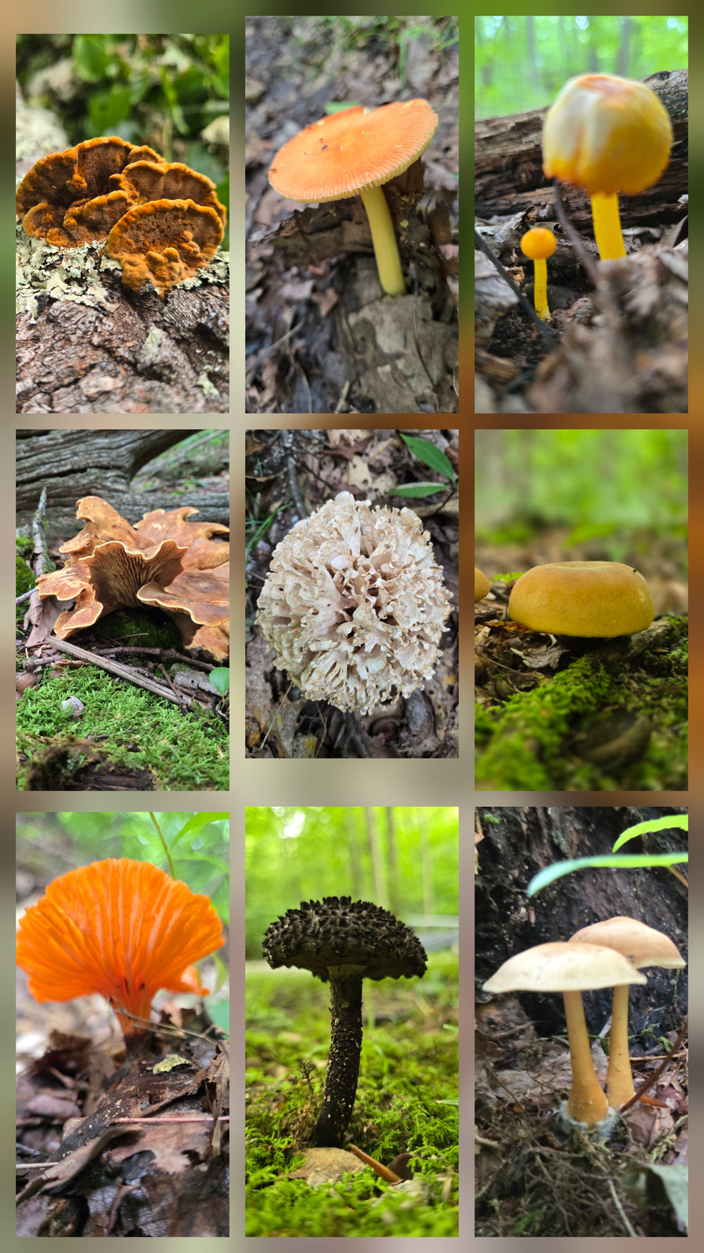 Nine Variety of Mushrooms