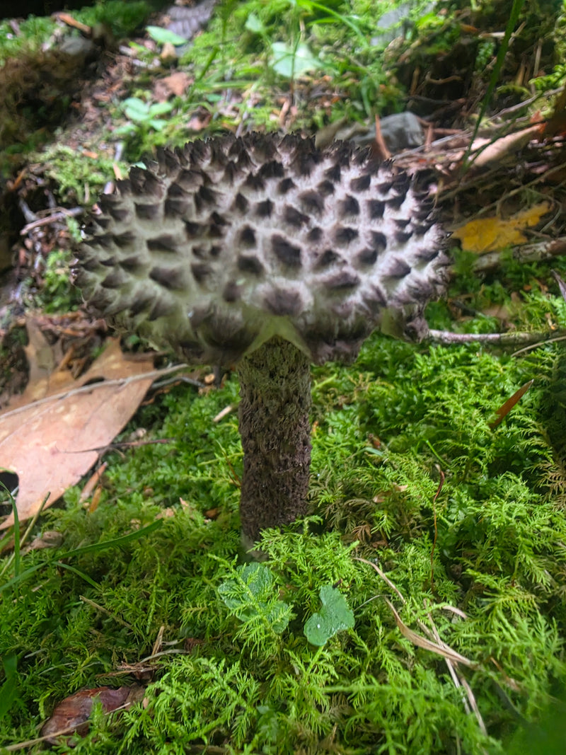 Old Man of the Woods