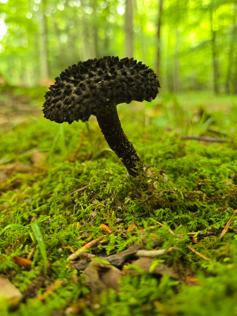 Old Man of the Woods