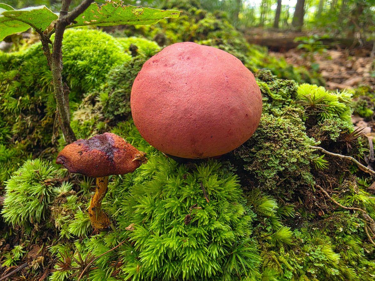 Old Vs New Bolete