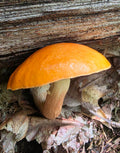 Orange Birch Bolete