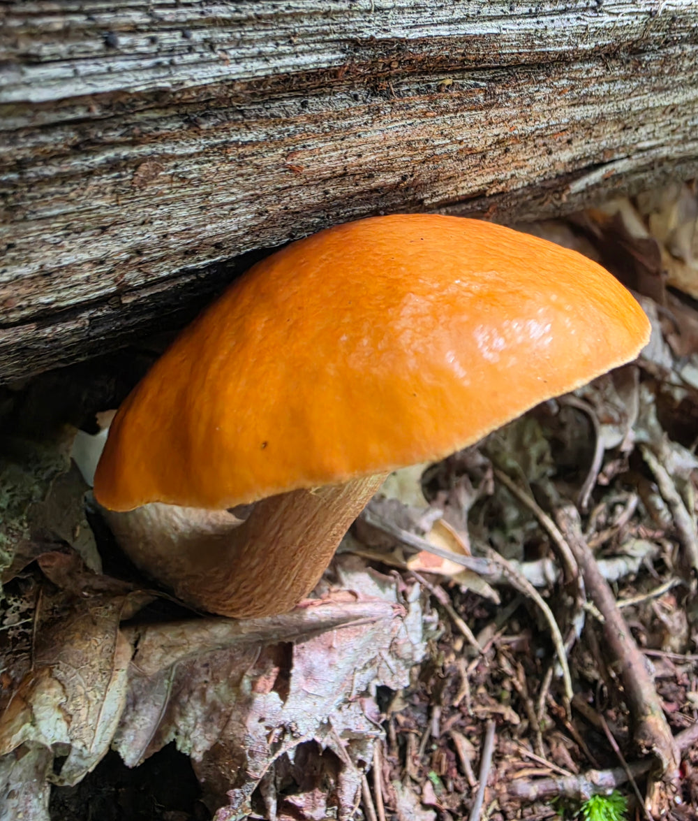 Orange Birch Bolete
