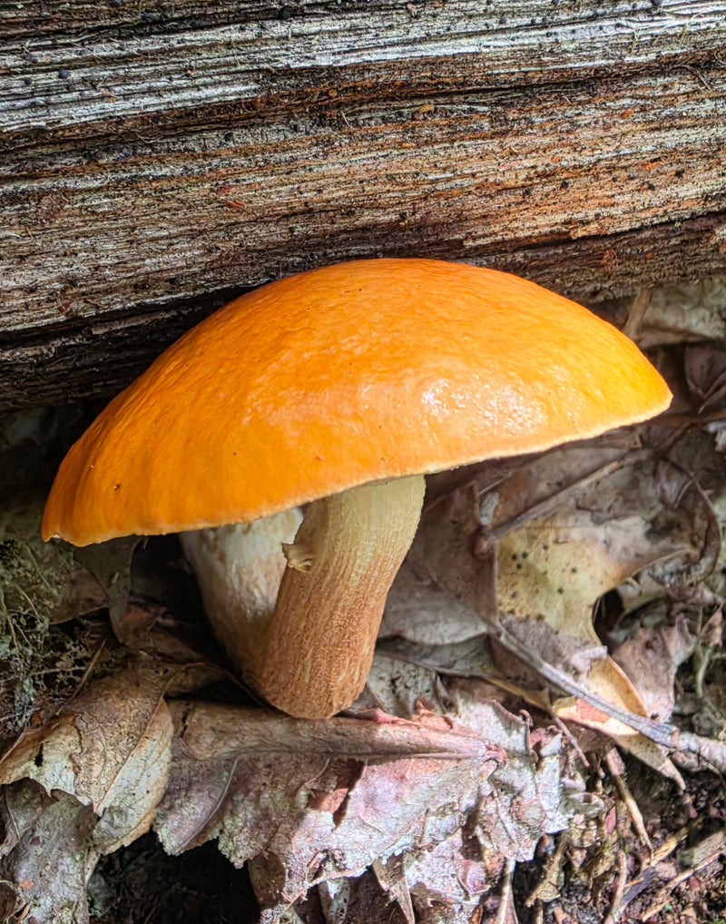 Orange Birch Bolete