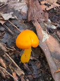 Orange Mycena