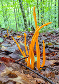 Orange Spindle
