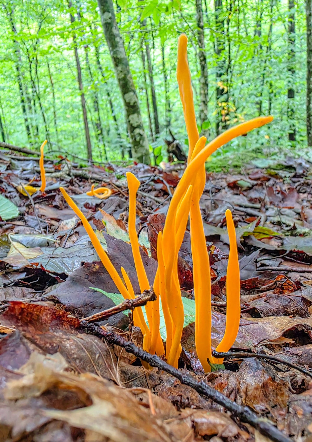 Orange Spindle