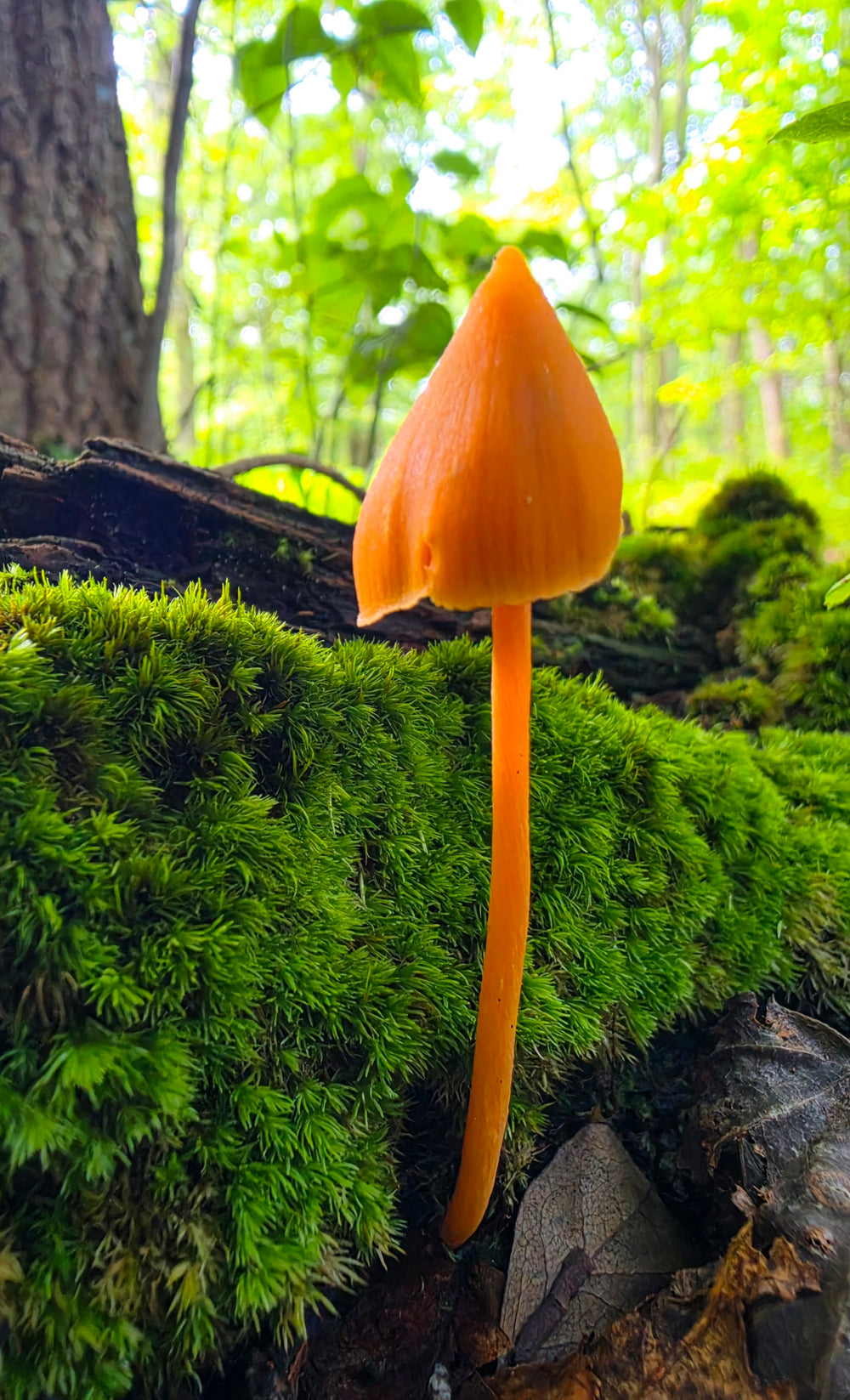 Orange Waxcap