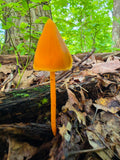 Orange Waxcap