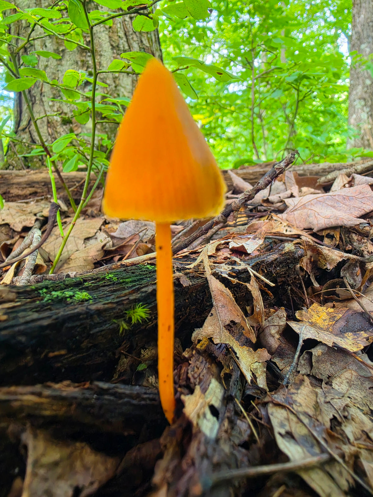 Orange Waxcap