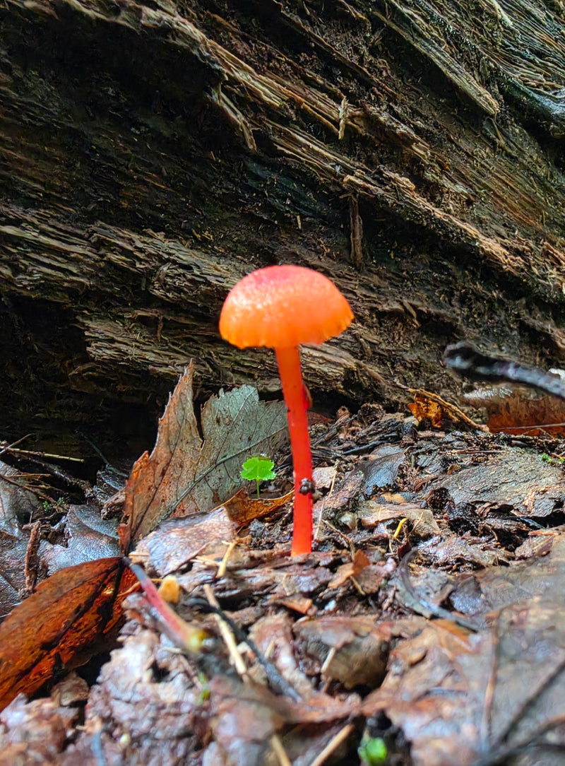Orange Waxcap