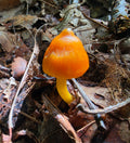 Orange Witch's Hat