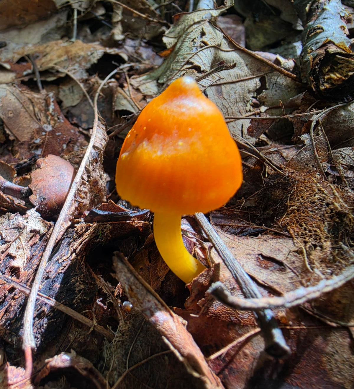 Orange Witch's Hat
