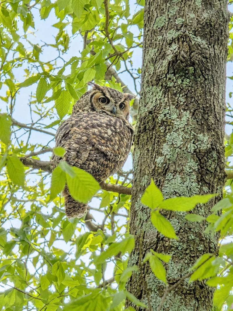 Owl