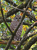 Owl in Branches