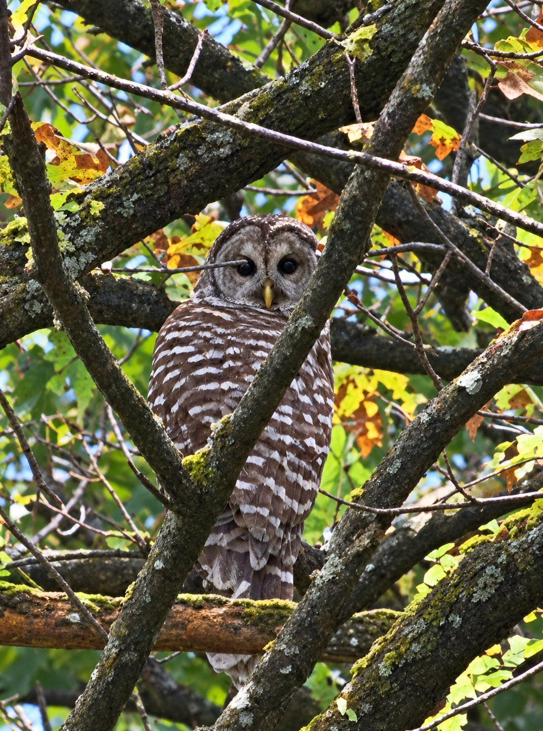 Owl in Branches