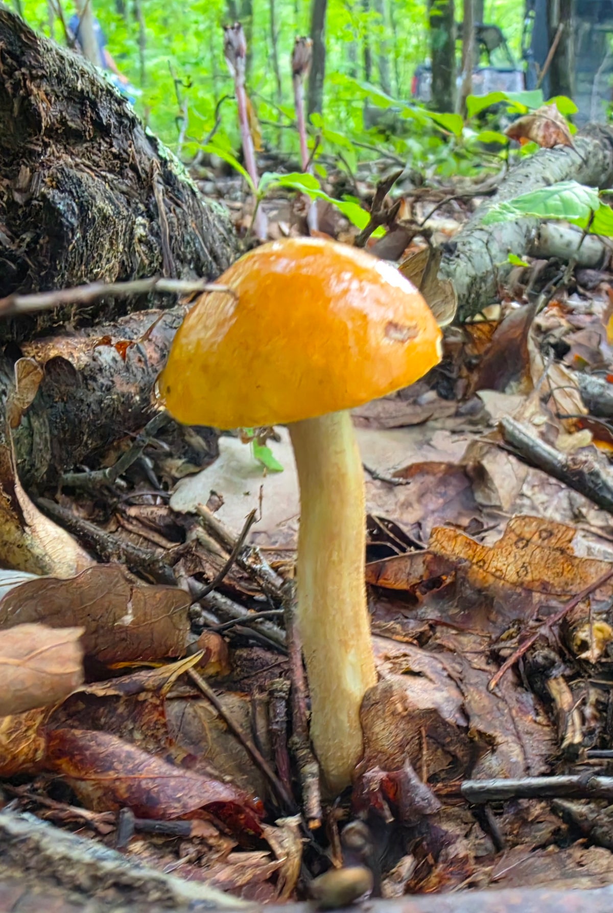 Pale Yellow Leccinum