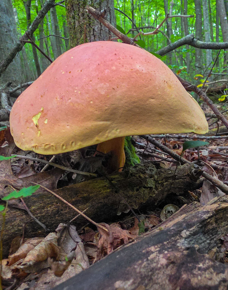 Peach Color Mushroom