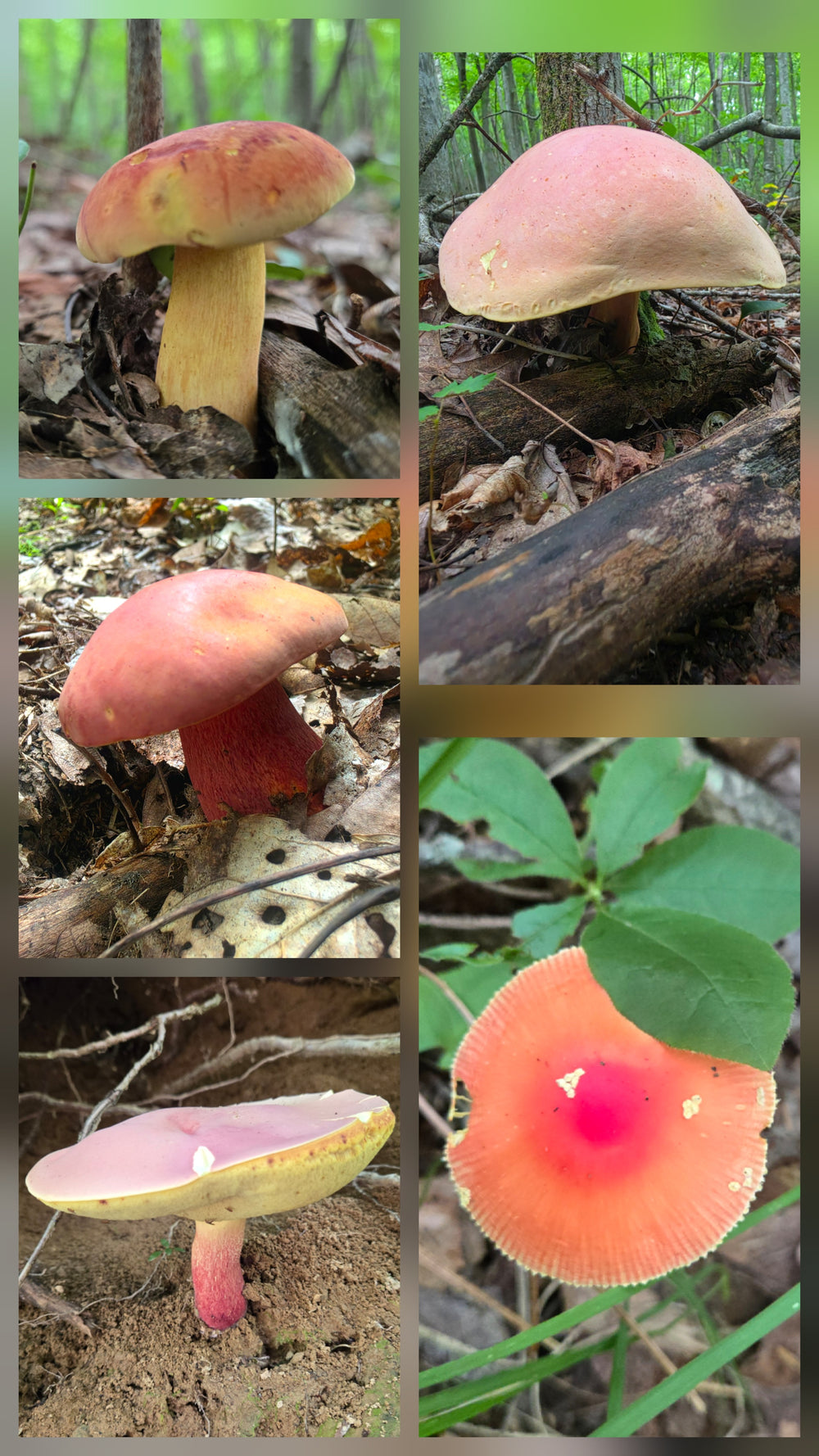Peach Variety