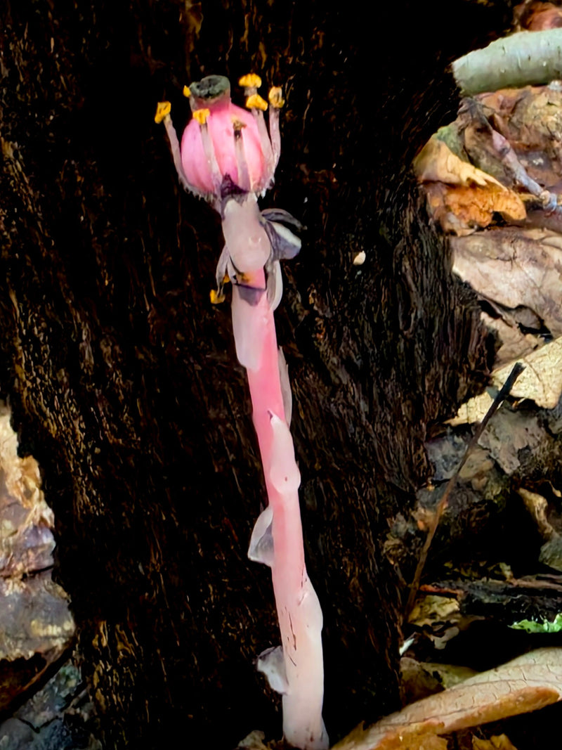 Pink Ghostpipe