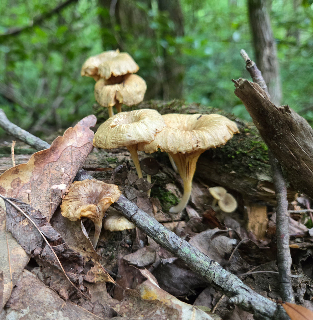 Ringless Honey Mushroom