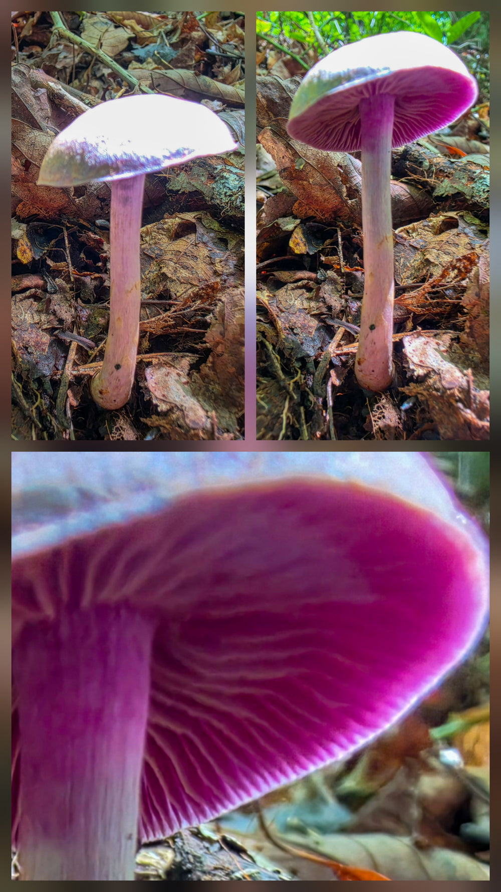 Purple - gilled Laccaria - Laccaria ochropurpurea