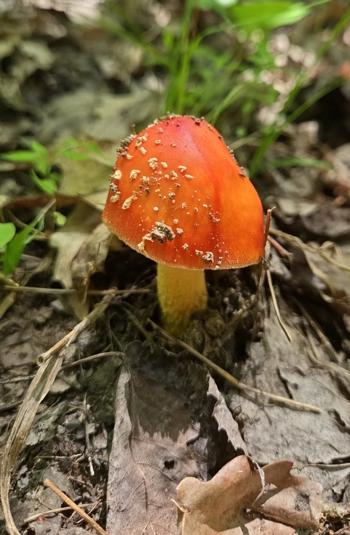 Red Cap