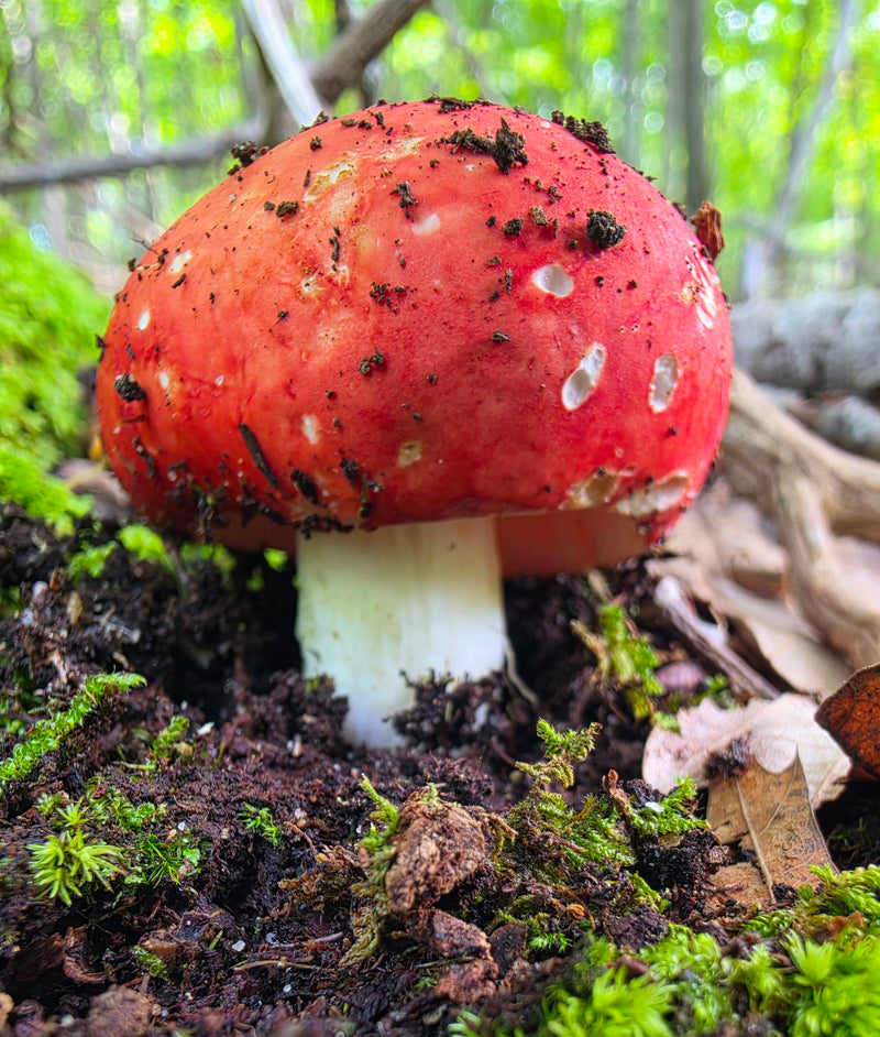Red Cap Amanita
