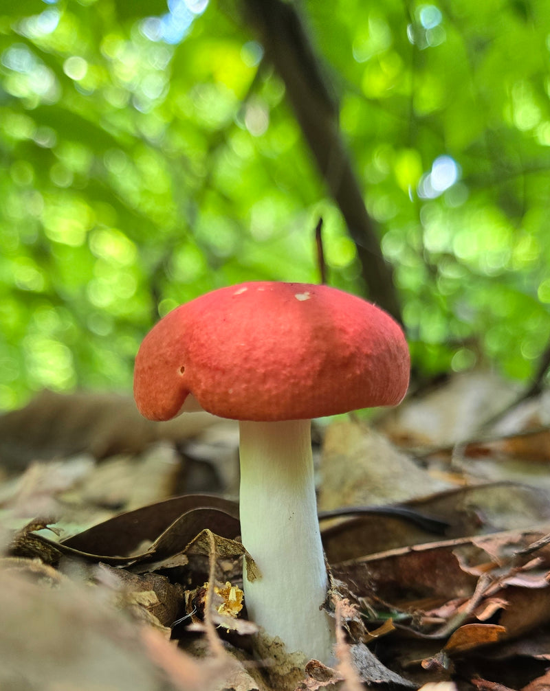 Red Cap Amanita