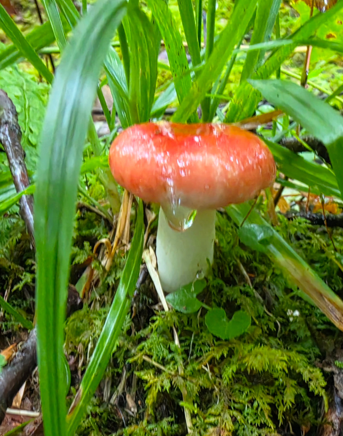 Red Cap Amanita in the Rain