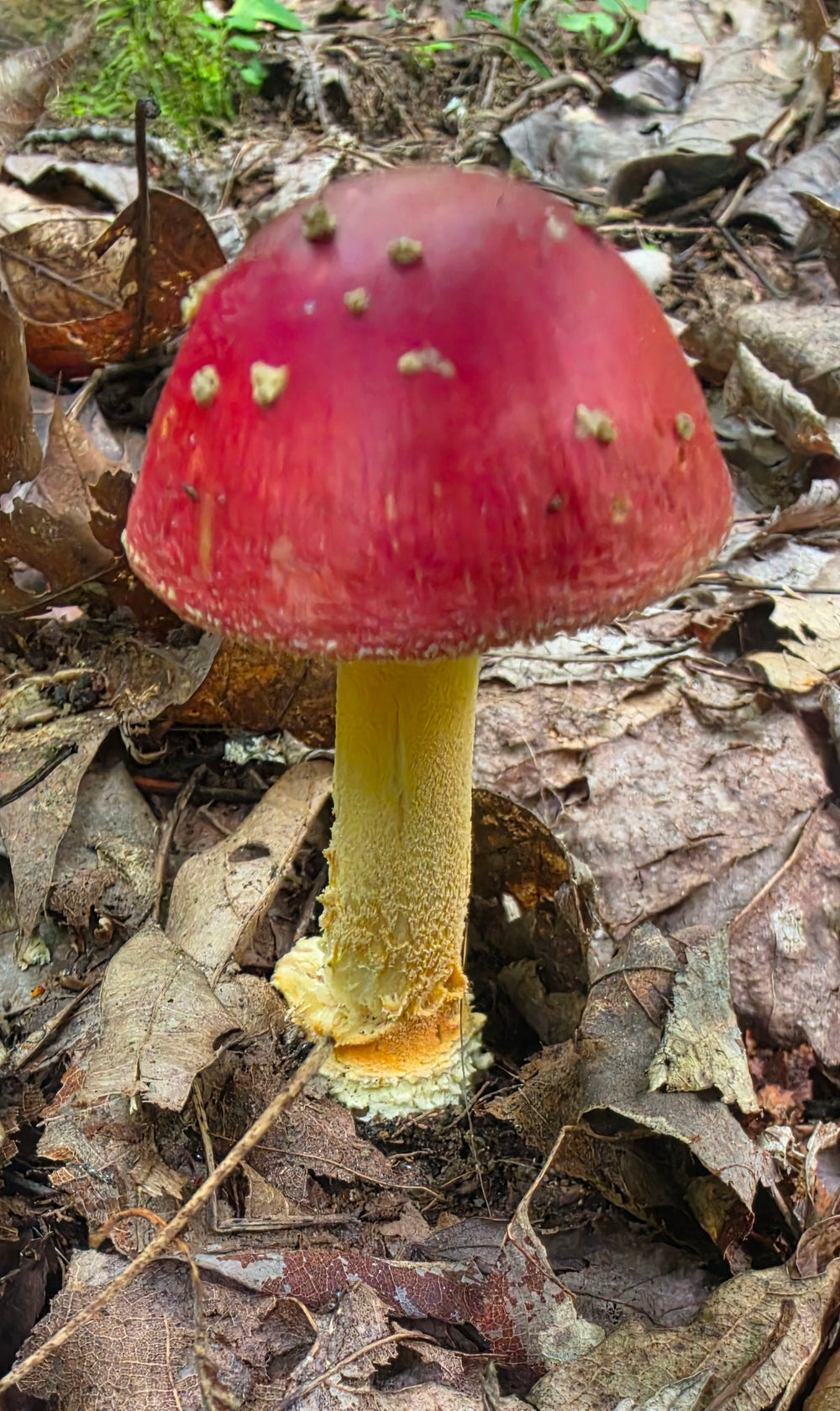 Red Cap Mushroom - Amanita Frostiana