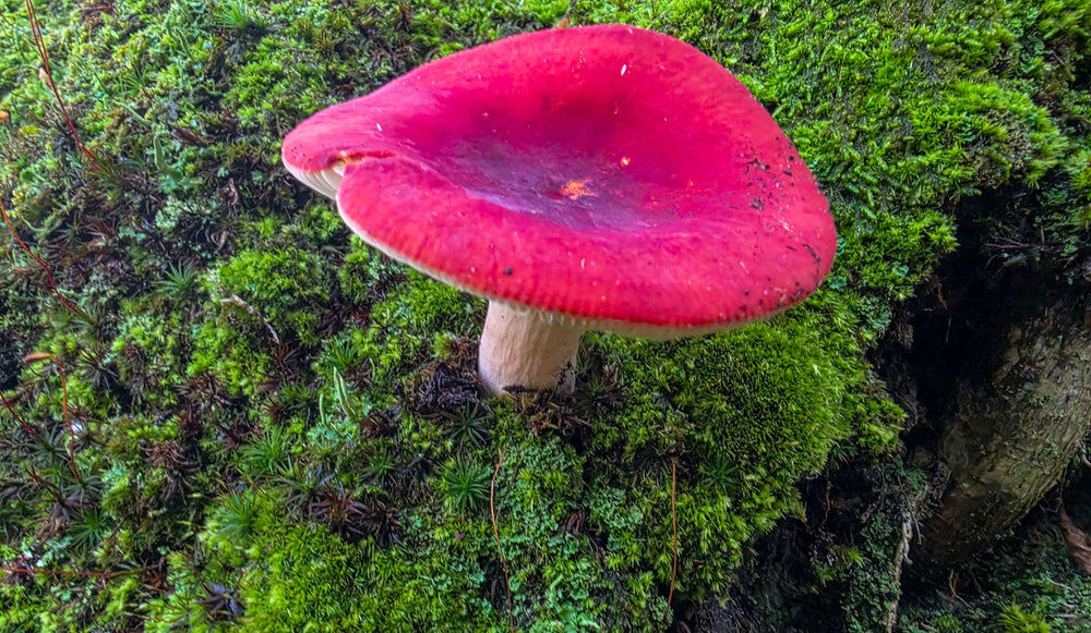 Red Russula