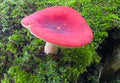 Red Velvet Russula