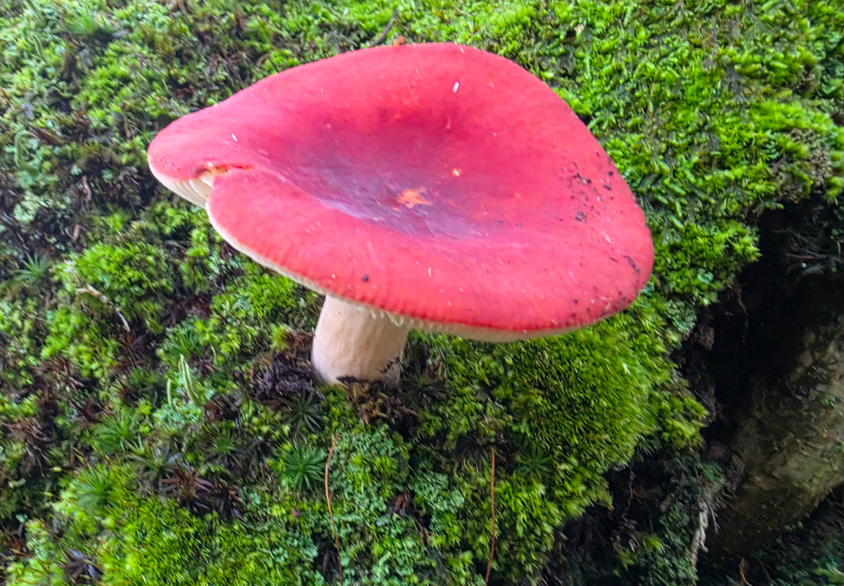 Red Velvet Russula