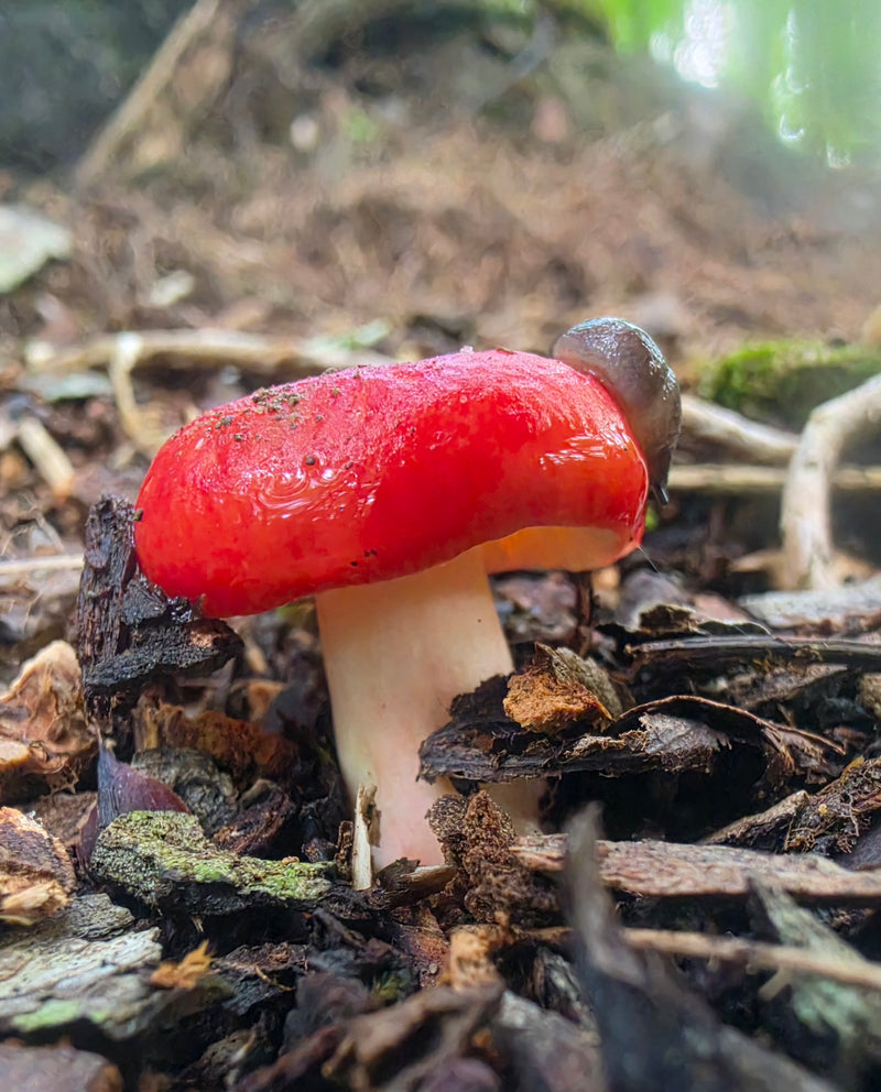 Redcap Brittlegill