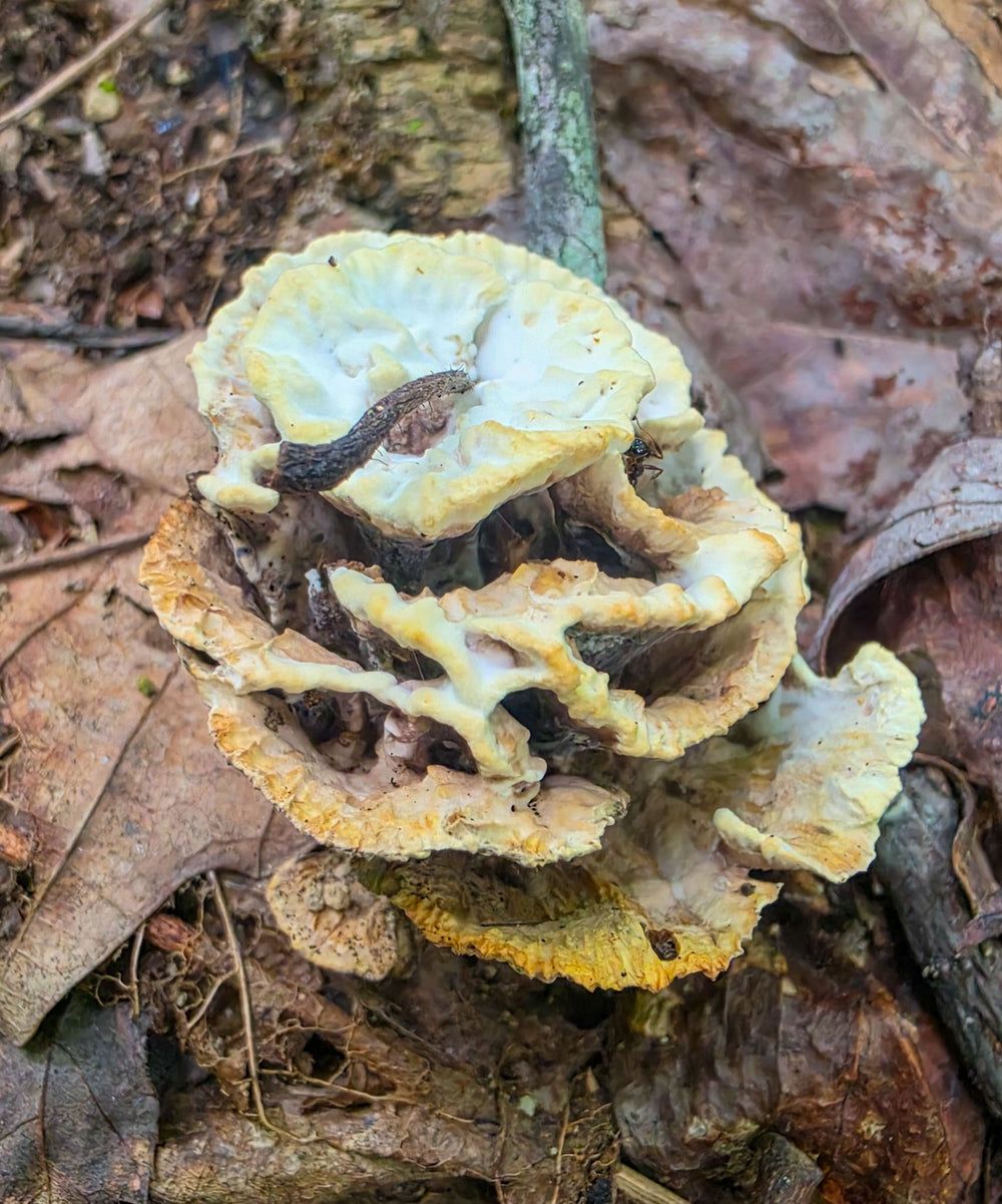 Rosette-Forming Polypore