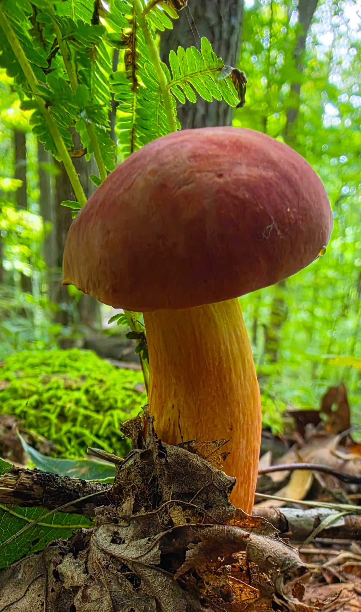 Ruby Bolete