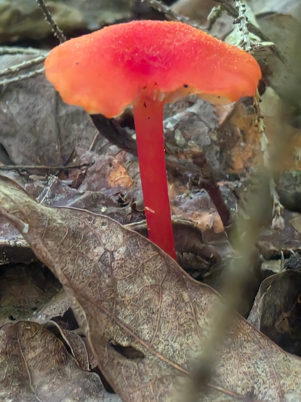 Scarlet Waxcap - Hygrocybe Coccinea