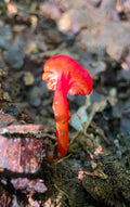 Scarlet Waxcap