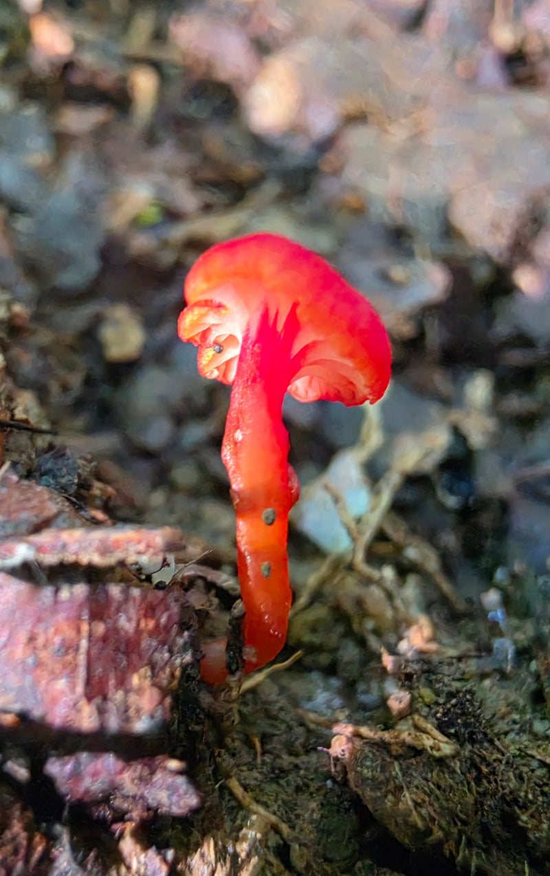 Scarlet Waxcap