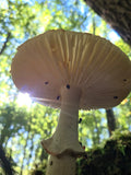 Sunlit Amanita