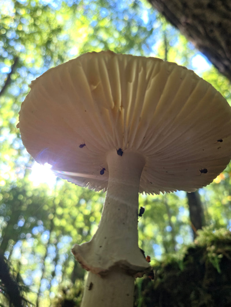 Sunlit Amanita