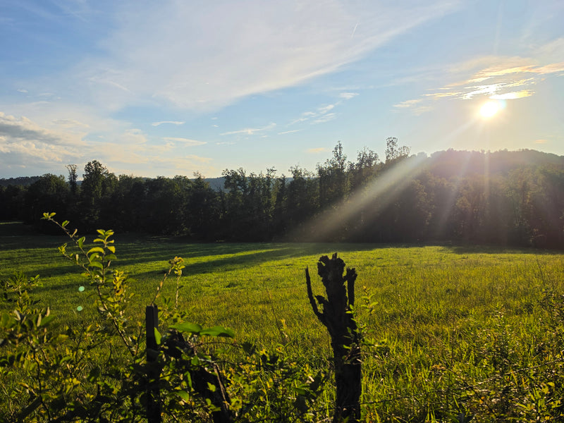 Sunlit Field