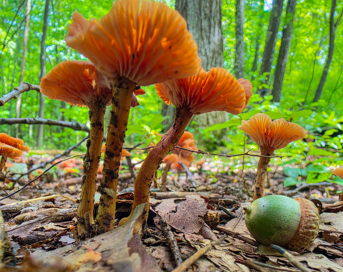 The Deceiver & Acorn - Laccaria Laccata