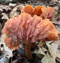 The Deceiver Gills
