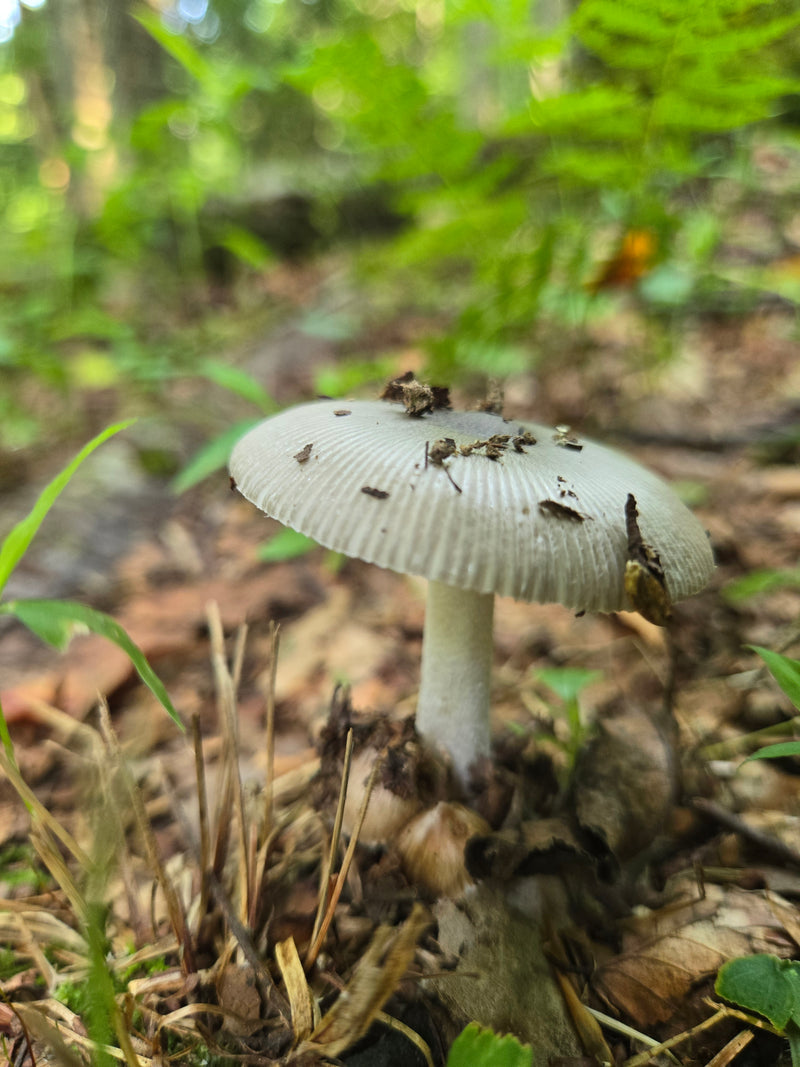 The Grisette - Amanita Vaginata