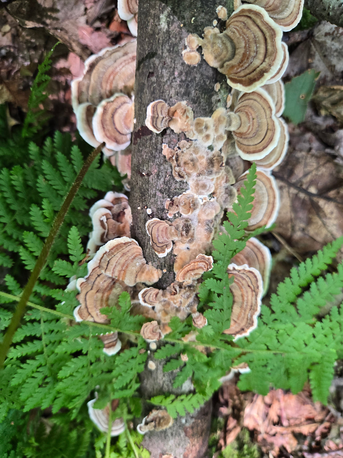 Turkey Tail